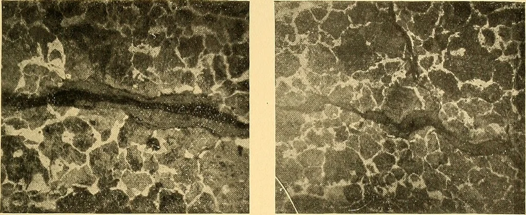 An illustration from The car wheel; giving the results of a series of investigations, 1907, leaf 76