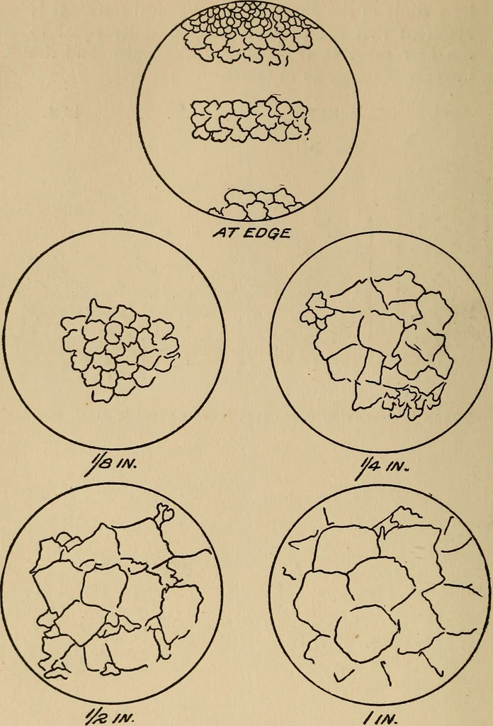 An illustration from The car wheel; giving the results of a series of investigations, 1907, leaf 51