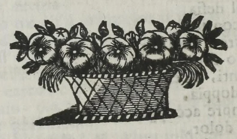 An illustration from Il tiranno di Colco, 1688, leaf 23