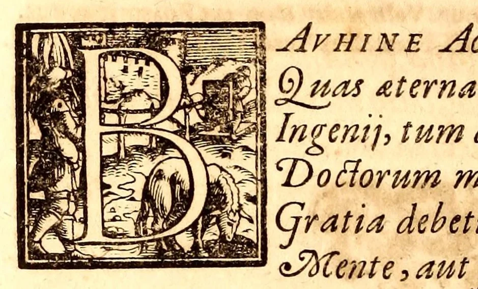 An illustration from Caspari Bauhini viri clariss. Pinax Theatri botanici, sive, Index in Theophrasti, Dioscoridis, Plinij et botanicorum qui à seculo scripserunt opera : plantarum circiter sex millium ab ipsis exhibitarum nomina cum earundem synonymijs & differentijs methodice secundum genera & species proponens : opus XL annorum summopere expetitum ad autoris autographum recensitum, 1671, leaf 24