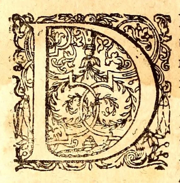 An illustration from Caspari Bauhini viri clariss. Pinax Theatri botanici, sive, Index in Theophrasti, Dioscoridis, Plinij et botanicorum qui à seculo scripserunt opera : plantarum circiter sex millium ab ipsis exhibitarum nomina cum earundem synonymijs & differentijs methodice secundum genera & species proponens : opus XL annorum summopere expetitum ad autoris autographum recensitum, 1671, leaf 568