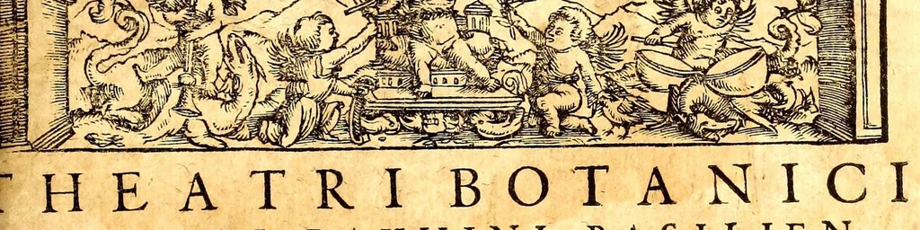 An illustration from Caspari Bauhini viri clariss. Pinax Theatri botanici, sive, Index in Theophrasti, Dioscoridis, Plinij et botanicorum qui à seculo scripserunt opera : plantarum circiter sex millium ab ipsis exhibitarum nomina cum earundem synonymijs & differentijs methodice secundum genera & species proponens : opus XL annorum summopere expetitum ad autoris autographum recensitum, 1671, leaf 571