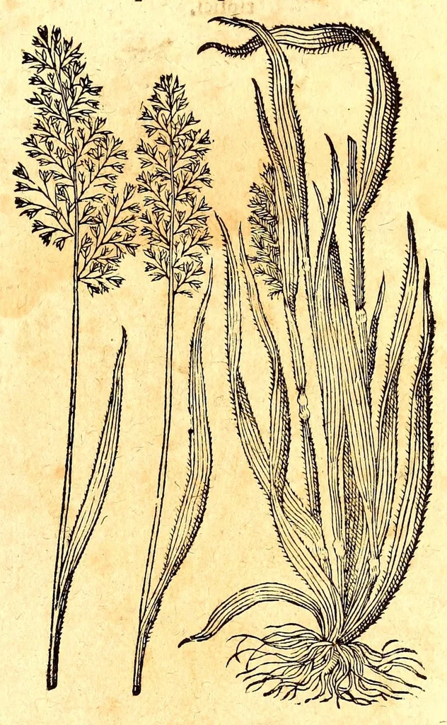 An illustration from Caspari Bauhini viri clariss. Pinax Theatri botanici, sive, Index in Theophrasti, Dioscoridis, Plinij et botanicorum qui à seculo scripserunt opera : plantarum circiter sex millium ab ipsis exhibitarum nomina cum earundem synonymijs & differentijs methodice secundum genera & species proponens : opus XL annorum summopere expetitum ad autoris autographum recensitum, 1671, leaf 575