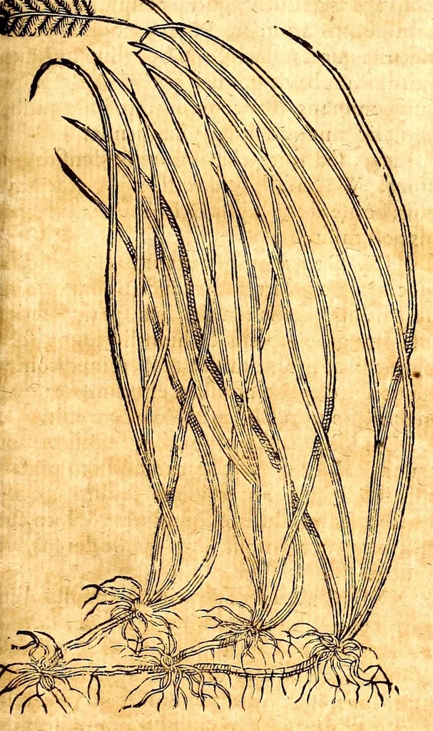 An illustration from Caspari Bauhini viri clariss. Pinax Theatri botanici, sive, Index in Theophrasti, Dioscoridis, Plinij et botanicorum qui à seculo scripserunt opera : plantarum circiter sex millium ab ipsis exhibitarum nomina cum earundem synonymijs & differentijs methodice secundum genera & species proponens : opus XL annorum summopere expetitum ad autoris autographum recensitum, 1671, leaf 577