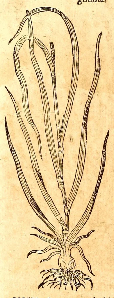 An illustration from Caspari Bauhini viri clariss. Pinax Theatri botanici, sive, Index in Theophrasti, Dioscoridis, Plinij et botanicorum qui à seculo scripserunt opera : plantarum circiter sex millium ab ipsis exhibitarum nomina cum earundem synonymijs & differentijs methodice secundum genera & species proponens : opus XL annorum summopere expetitum ad autoris autographum recensitum, 1671, leaf 580