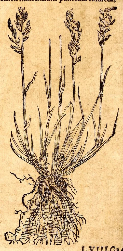 An illustration from Caspari Bauhini viri clariss. Pinax Theatri botanici, sive, Index in Theophrasti, Dioscoridis, Plinij et botanicorum qui à seculo scripserunt opera : plantarum circiter sex millium ab ipsis exhibitarum nomina cum earundem synonymijs & differentijs methodice secundum genera & species proponens : opus XL annorum summopere expetitum ad autoris autographum recensitum, 1671, leaf 588