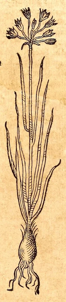 An illustration from Caspari Bauhini viri clariss. Pinax Theatri botanici, sive, Index in Theophrasti, Dioscoridis, Plinij et botanicorum qui à seculo scripserunt opera : plantarum circiter sex millium ab ipsis exhibitarum nomina cum earundem synonymijs & differentijs methodice secundum genera & species proponens : opus XL annorum summopere expetitum ad autoris autographum recensitum, 1671, leaf 598