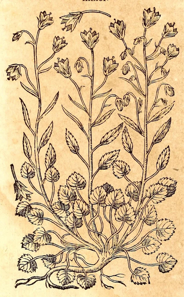An illustration from Caspari Bauhini viri clariss. Pinax Theatri botanici, sive, Index in Theophrasti, Dioscoridis, Plinij et botanicorum qui à seculo scripserunt opera : plantarum circiter sex millium ab ipsis exhibitarum nomina cum earundem synonymijs & differentijs methodice secundum genera & species proponens : opus XL annorum summopere expetitum ad autoris autographum recensitum, 1671, leaf 604