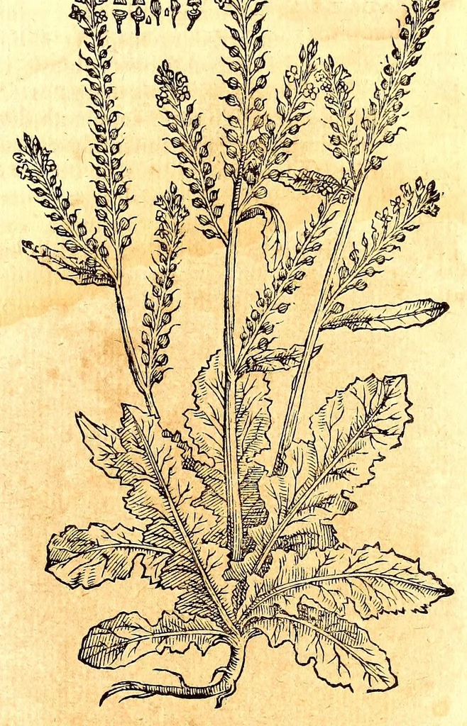 An illustration from Caspari Bauhini viri clariss. Pinax Theatri botanici, sive, Index in Theophrasti, Dioscoridis, Plinij et botanicorum qui à seculo scripserunt opera : plantarum circiter sex millium ab ipsis exhibitarum nomina cum earundem synonymijs & differentijs methodice secundum genera & species proponens : opus XL annorum summopere expetitum ad autoris autographum recensitum, 1671, leaf 607