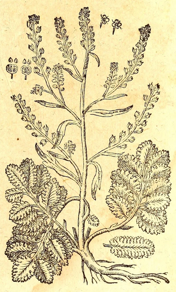 An illustration from Caspari Bauhini viri clariss. Pinax Theatri botanici, sive, Index in Theophrasti, Dioscoridis, Plinij et botanicorum qui à seculo scripserunt opera : plantarum circiter sex millium ab ipsis exhibitarum nomina cum earundem synonymijs & differentijs methodice secundum genera & species proponens : opus XL annorum summopere expetitum ad autoris autographum recensitum, 1671, leaf 611