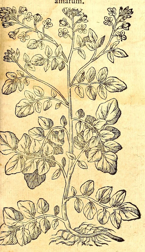 An illustration from Caspari Bauhini viri clariss. Pinax Theatri botanici, sive, Index in Theophrasti, Dioscoridis, Plinij et botanicorum qui à seculo scripserunt opera : plantarum circiter sex millium ab ipsis exhibitarum nomina cum earundem synonymijs & differentijs methodice secundum genera & species proponens : opus XL annorum summopere expetitum ad autoris autographum recensitum, 1671, leaf 613