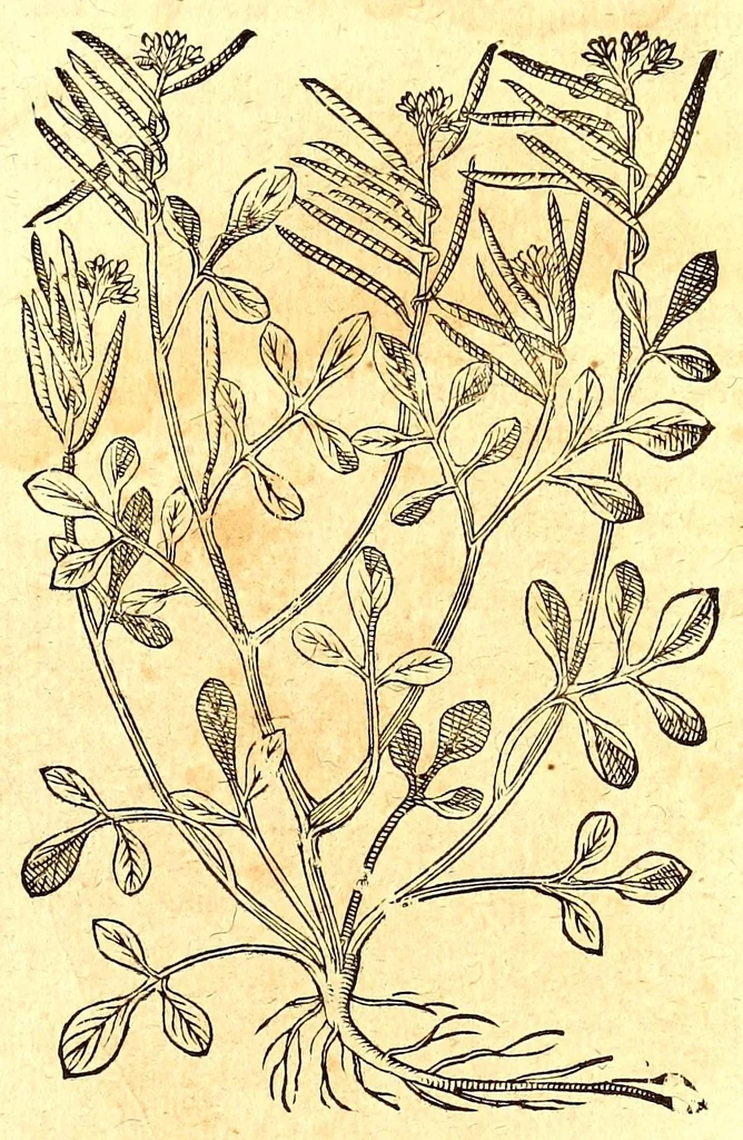 An illustration from Caspari Bauhini viri clariss. Pinax Theatri botanici, sive, Index in Theophrasti, Dioscoridis, Plinij et botanicorum qui à seculo scripserunt opera : plantarum circiter sex millium ab ipsis exhibitarum nomina cum earundem synonymijs & differentijs methodice secundum genera & species proponens : opus XL annorum summopere expetitum ad autoris autographum recensitum, 1671, leaf 613