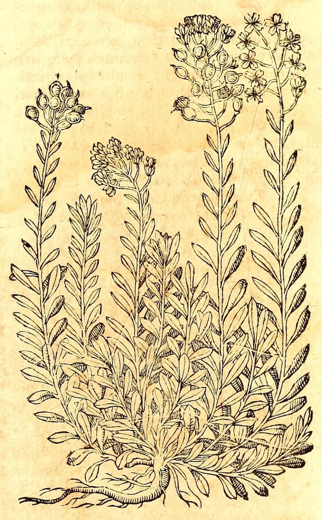An illustration from Caspari Bauhini viri clariss. Pinax Theatri botanici, sive, Index in Theophrasti, Dioscoridis, Plinij et botanicorum qui à seculo scripserunt opera : plantarum circiter sex millium ab ipsis exhibitarum nomina cum earundem synonymijs & differentijs methodice secundum genera & species proponens : opus XL annorum summopere expetitum ad autoris autographum recensitum, 1671, leaf 617
