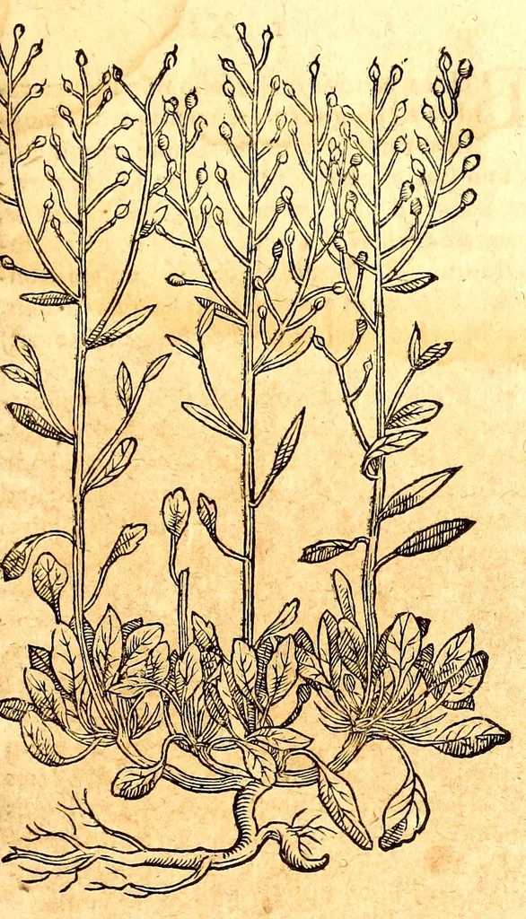 An illustration from Caspari Bauhini viri clariss. Pinax Theatri botanici, sive, Index in Theophrasti, Dioscoridis, Plinij et botanicorum qui à seculo scripserunt opera : plantarum circiter sex millium ab ipsis exhibitarum nomina cum earundem synonymijs & differentijs methodice secundum genera & species proponens : opus XL annorum summopere expetitum ad autoris autographum recensitum, 1671, leaf 617