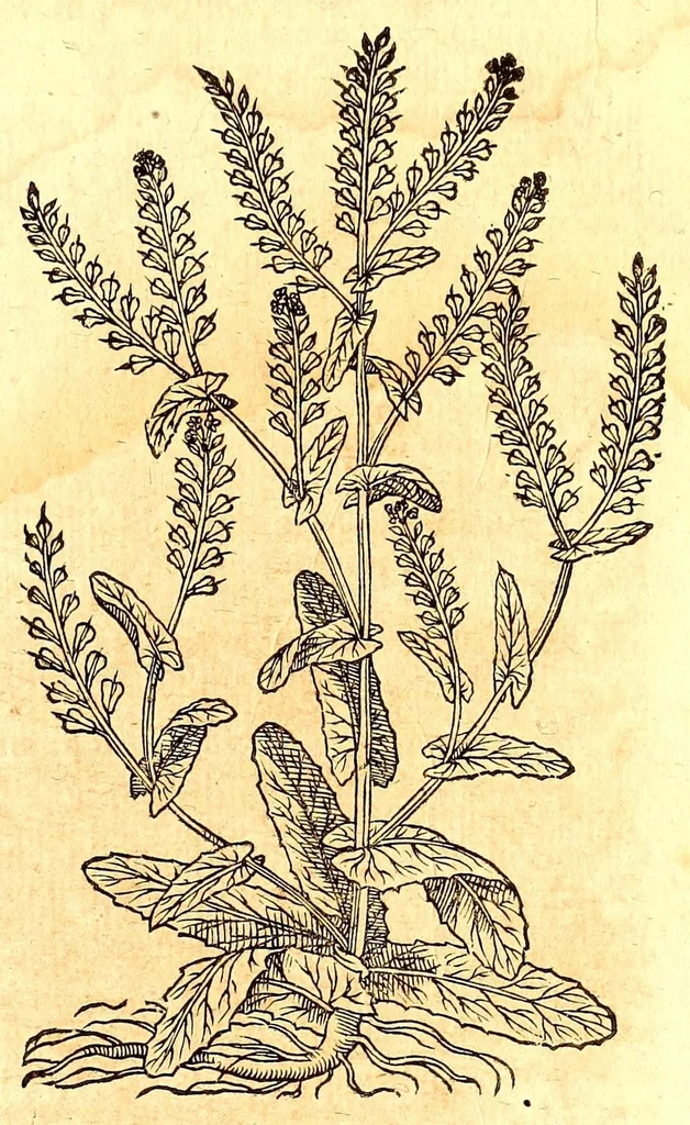 An illustration from Caspari Bauhini viri clariss. Pinax Theatri botanici, sive, Index in Theophrasti, Dioscoridis, Plinij et botanicorum qui à seculo scripserunt opera : plantarum circiter sex millium ab ipsis exhibitarum nomina cum earundem synonymijs & differentijs methodice secundum genera & species proponens : opus XL annorum summopere expetitum ad autoris autographum recensitum, 1671, leaf 619