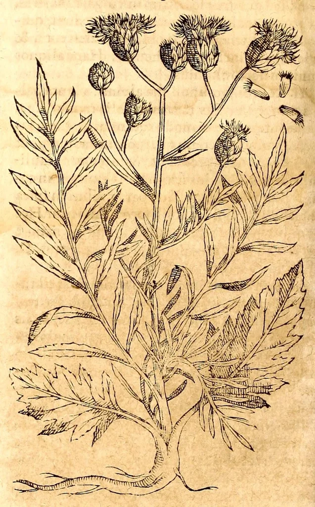 An illustration from Caspari Bauhini viri clariss. Pinax Theatri botanici, sive, Index in Theophrasti, Dioscoridis, Plinij et botanicorum qui à seculo scripserunt opera : plantarum circiter sex millium ab ipsis exhibitarum nomina cum earundem synonymijs & differentijs methodice secundum genera & species proponens : opus XL annorum summopere expetitum ad autoris autographum recensitum, 1671, leaf 624