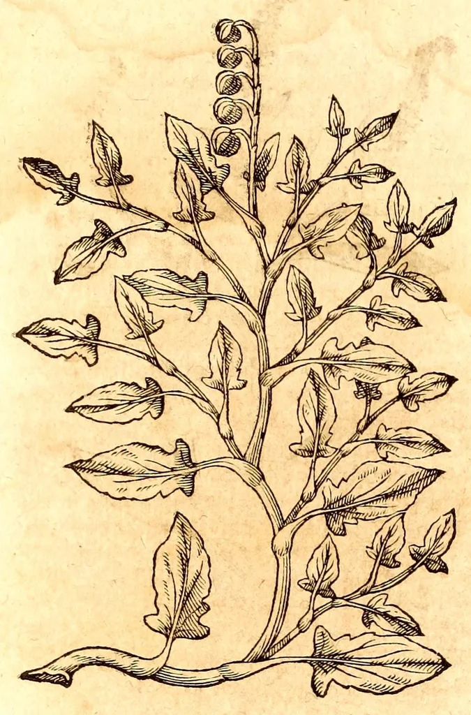 An illustration from Caspari Bauhini viri clariss. Pinax Theatri botanici, sive, Index in Theophrasti, Dioscoridis, Plinij et botanicorum qui à seculo scripserunt opera : plantarum circiter sex millium ab ipsis exhibitarum nomina cum earundem synonymijs & differentijs methodice secundum genera & species proponens : opus XL annorum summopere expetitum ad autoris autographum recensitum, 1671, leaf 624