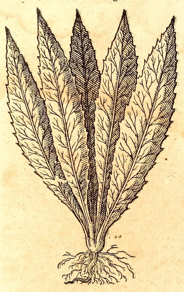 An illustration from Caspari Bauhini viri clariss. Pinax Theatri botanici, sive, Index in Theophrasti, Dioscoridis, Plinij et botanicorum qui à seculo scripserunt opera : plantarum circiter sex millium ab ipsis exhibitarum nomina cum earundem synonymijs & differentijs methodice secundum genera & species proponens : opus XL annorum summopere expetitum ad autoris autographum recensitum, 1671, leaf 628