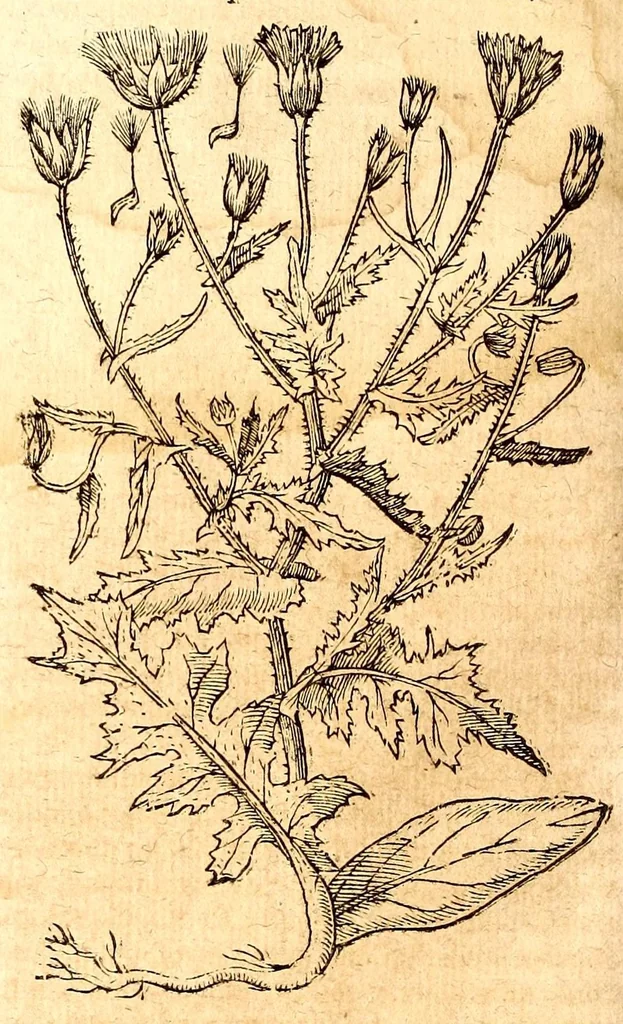 An illustration from Caspari Bauhini viri clariss. Pinax Theatri botanici, sive, Index in Theophrasti, Dioscoridis, Plinij et botanicorum qui à seculo scripserunt opera : plantarum circiter sex millium ab ipsis exhibitarum nomina cum earundem synonymijs & differentijs methodice secundum genera & species proponens : opus XL annorum summopere expetitum ad autoris autographum recensitum, 1671, leaf 628