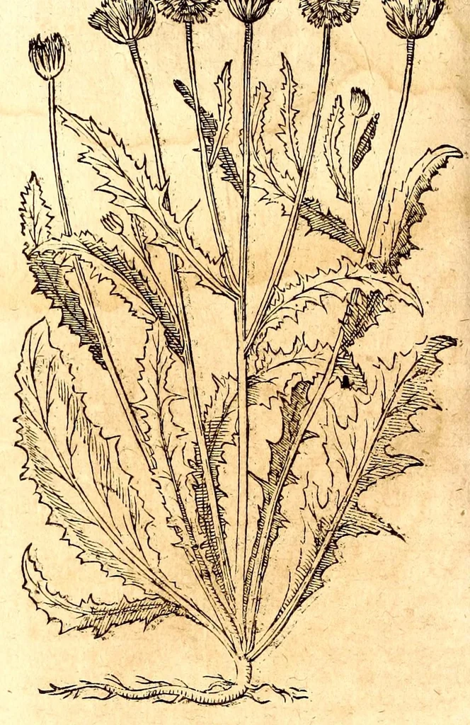 An illustration from Caspari Bauhini viri clariss. Pinax Theatri botanici, sive, Index in Theophrasti, Dioscoridis, Plinij et botanicorum qui à seculo scripserunt opera : plantarum circiter sex millium ab ipsis exhibitarum nomina cum earundem synonymijs & differentijs methodice secundum genera & species proponens : opus XL annorum summopere expetitum ad autoris autographum recensitum, 1671, leaf 636