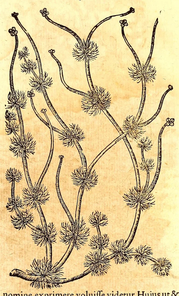 An illustration from Caspari Bauhini viri clariss. Pinax Theatri botanici, sive, Index in Theophrasti, Dioscoridis, Plinij et botanicorum qui à seculo scripserunt opera : plantarum circiter sex millium ab ipsis exhibitarum nomina cum earundem synonymijs & differentijs methodice secundum genera & species proponens : opus XL annorum summopere expetitum ad autoris autographum recensitum, 1671, leaf 641