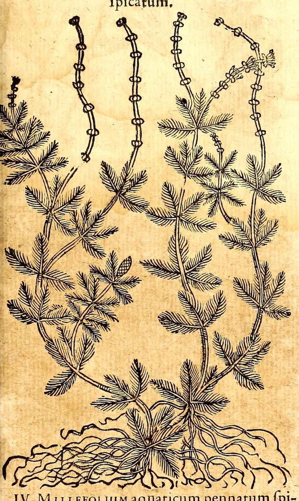 An illustration from Caspari Bauhini viri clariss. Pinax Theatri botanici, sive, Index in Theophrasti, Dioscoridis, Plinij et botanicorum qui à seculo scripserunt opera : plantarum circiter sex millium ab ipsis exhibitarum nomina cum earundem synonymijs & differentijs methodice secundum genera & species proponens : opus XL annorum summopere expetitum ad autoris autographum recensitum, 1671, leaf 641