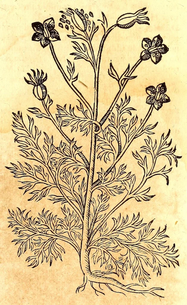 An illustration from Caspari Bauhini viri clariss. Pinax Theatri botanici, sive, Index in Theophrasti, Dioscoridis, Plinij et botanicorum qui à seculo scripserunt opera : plantarum circiter sex millium ab ipsis exhibitarum nomina cum earundem synonymijs & differentijs methodice secundum genera & species proponens : opus XL annorum summopere expetitum ad autoris autographum recensitum, 1671, leaf 643