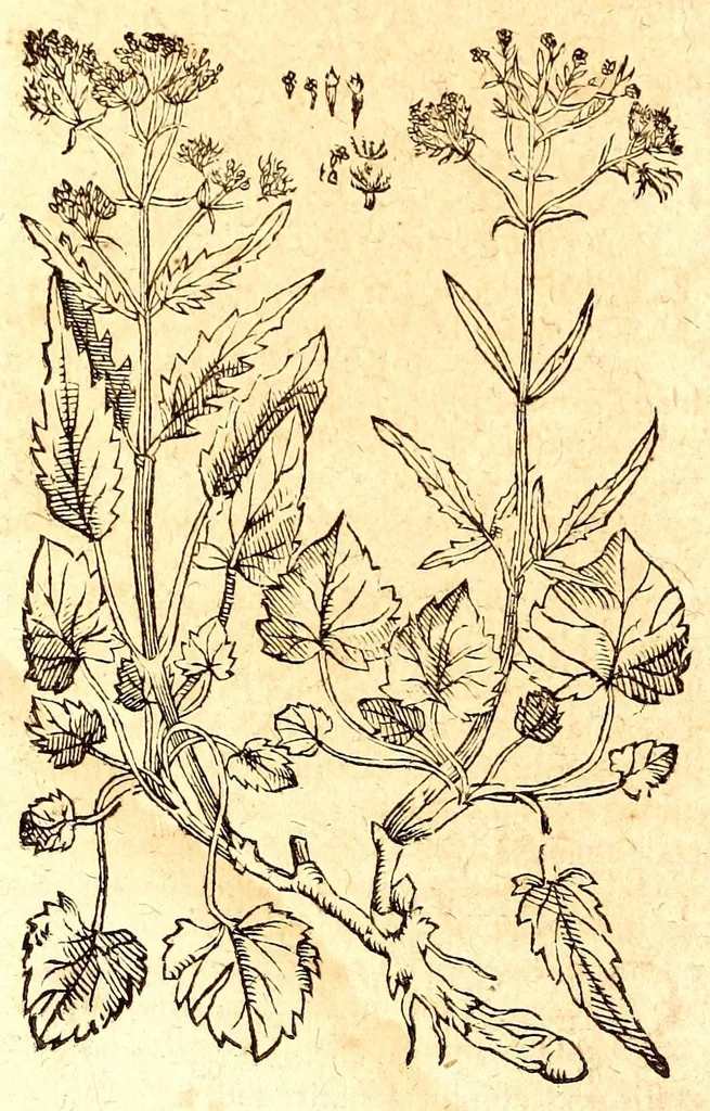 An illustration from Caspari Bauhini viri clariss. Pinax Theatri botanici, sive, Index in Theophrasti, Dioscoridis, Plinij et botanicorum qui à seculo scripserunt opera : plantarum circiter sex millium ab ipsis exhibitarum nomina cum earundem synonymijs & differentijs methodice secundum genera & species proponens : opus XL annorum summopere expetitum ad autoris autographum recensitum, 1671, leaf 654