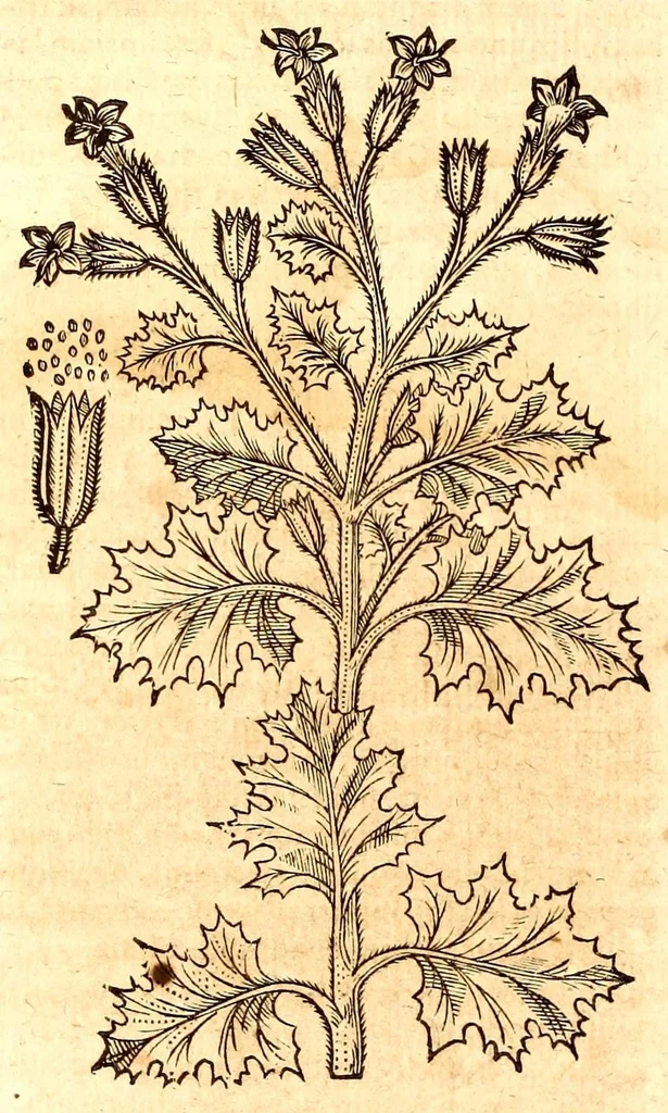 An illustration from Caspari Bauhini viri clariss. Pinax Theatri botanici, sive, Index in Theophrasti, Dioscoridis, Plinij et botanicorum qui à seculo scripserunt opera : plantarum circiter sex millium ab ipsis exhibitarum nomina cum earundem synonymijs & differentijs methodice secundum genera & species proponens : opus XL annorum summopere expetitum ad autoris autographum recensitum, 1671, leaf 660