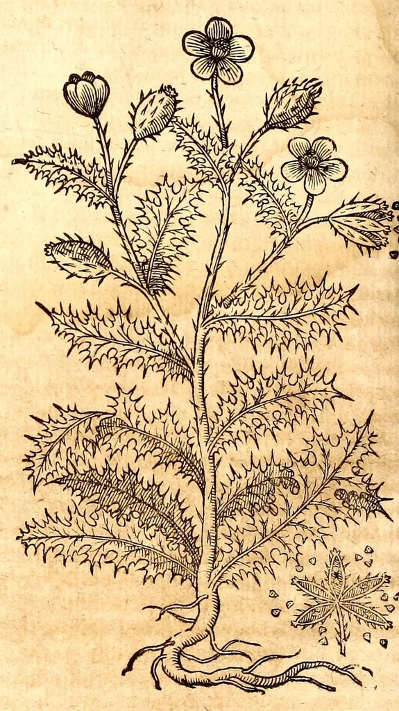 An illustration from Caspari Bauhini viri clariss. Pinax Theatri botanici, sive, Index in Theophrasti, Dioscoridis, Plinij et botanicorum qui à seculo scripserunt opera : plantarum circiter sex millium ab ipsis exhibitarum nomina cum earundem synonymijs & differentijs methodice secundum genera & species proponens : opus XL annorum summopere expetitum ad autoris autographum recensitum, 1671, leaf 660