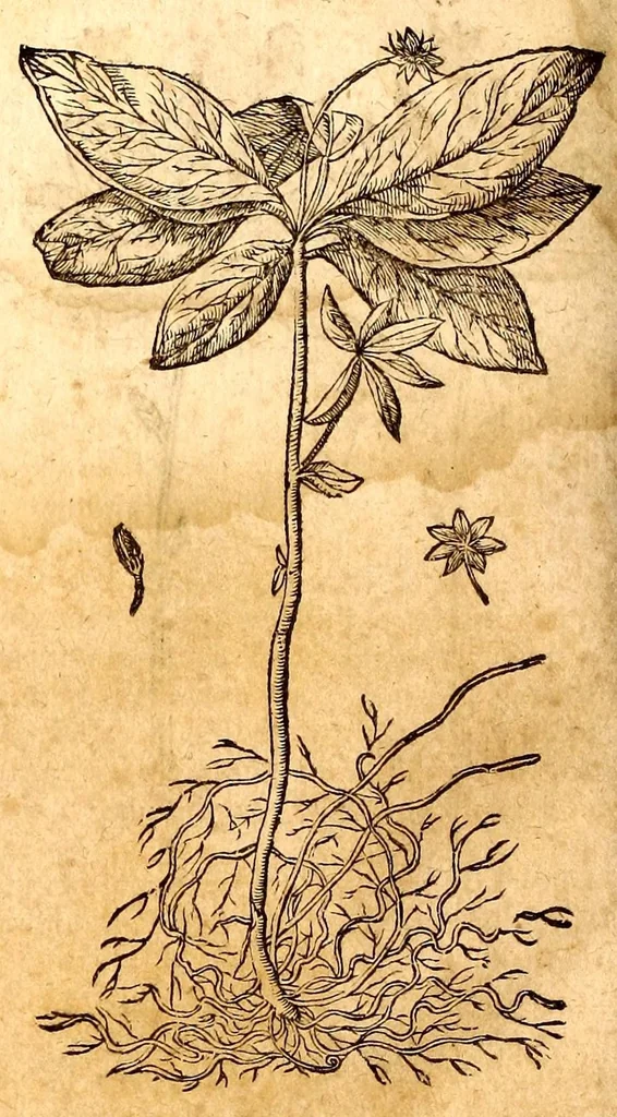 An illustration from Caspari Bauhini viri clariss. Pinax Theatri botanici, sive, Index in Theophrasti, Dioscoridis, Plinij et botanicorum qui à seculo scripserunt opera : plantarum circiter sex millium ab ipsis exhibitarum nomina cum earundem synonymijs & differentijs methodice secundum genera & species proponens : opus XL annorum summopere expetitum ad autoris autographum recensitum, 1671, leaf 668