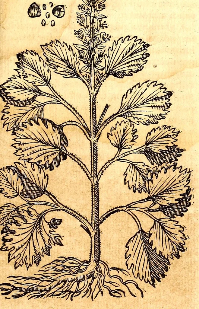 An illustration from Caspari Bauhini viri clariss. Pinax Theatri botanici, sive, Index in Theophrasti, Dioscoridis, Plinij et botanicorum qui à seculo scripserunt opera : plantarum circiter sex millium ab ipsis exhibitarum nomina cum earundem synonymijs & differentijs methodice secundum genera & species proponens : opus XL annorum summopere expetitum ad autoris autographum recensitum, 1671, leaf 677