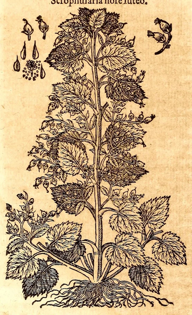 An illustration from Caspari Bauhini viri clariss. Pinax Theatri botanici, sive, Index in Theophrasti, Dioscoridis, Plinij et botanicorum qui à seculo scripserunt opera : plantarum circiter sex millium ab ipsis exhibitarum nomina cum earundem synonymijs & differentijs methodice secundum genera & species proponens : opus XL annorum summopere expetitum ad autoris autographum recensitum, 1671, leaf 680