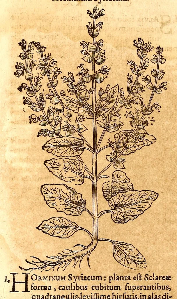 An illustration from Caspari Bauhini viri clariss. Pinax Theatri botanici, sive, Index in Theophrasti, Dioscoridis, Plinij et botanicorum qui à seculo scripserunt opera : plantarum circiter sex millium ab ipsis exhibitarum nomina cum earundem synonymijs & differentijs methodice secundum genera & species proponens : opus XL annorum summopere expetitum ad autoris autographum recensitum, 1671, leaf 682