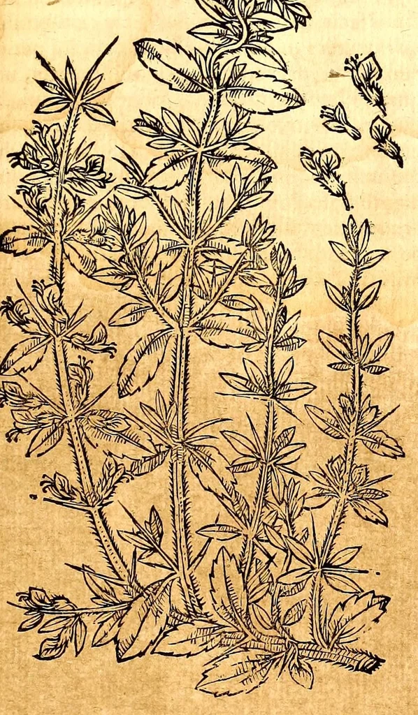 An illustration from Caspari Bauhini viri clariss. Pinax Theatri botanici, sive, Index in Theophrasti, Dioscoridis, Plinij et botanicorum qui à seculo scripserunt opera : plantarum circiter sex millium ab ipsis exhibitarum nomina cum earundem synonymijs & differentijs methodice secundum genera & species proponens : opus XL annorum summopere expetitum ad autoris autographum recensitum, 1671, leaf 685
