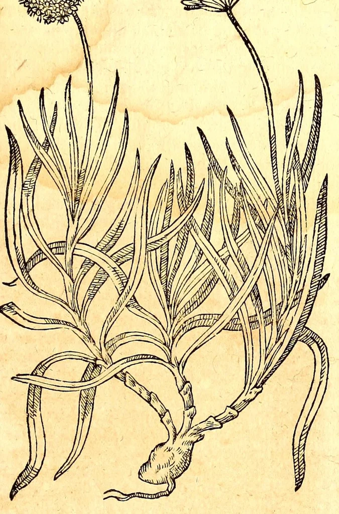 An illustration from Caspari Bauhini viri clariss. Pinax Theatri botanici, sive, Index in Theophrasti, Dioscoridis, Plinij et botanicorum qui à seculo scripserunt opera : plantarum circiter sex millium ab ipsis exhibitarum nomina cum earundem synonymijs & differentijs methodice secundum genera & species proponens : opus XL annorum summopere expetitum ad autoris autographum recensitum, 1671, leaf 695