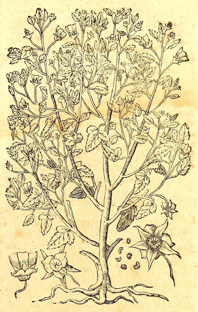 An illustration from Caspari Bauhini viri clariss. Pinax Theatri botanici, sive, Index in Theophrasti, Dioscoridis, Plinij et botanicorum qui à seculo scripserunt opera : plantarum circiter sex millium ab ipsis exhibitarum nomina cum earundem synonymijs & differentijs methodice secundum genera & species proponens : opus XL annorum summopere expetitum ad autoris autographum recensitum, 1671, leaf 705