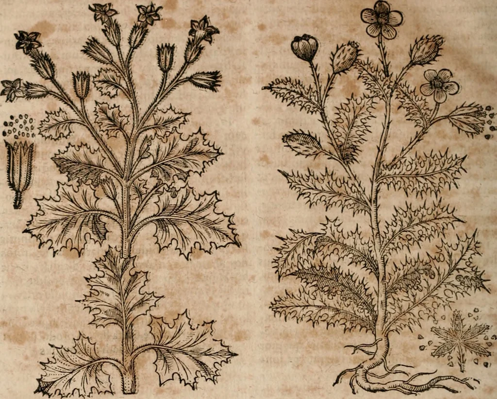 An illustration from Caspari Bavhini ... theatri botanici in qvo plantæ svpra sexcentæ ab ipso primum descriptæ cum plurimis figuris proponuntur, 1671, leaf 101