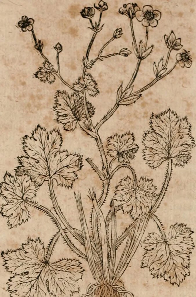 An illustration from Caspari Bavhini ... theatri botanici in qvo plantæ svpra sexcentæ ab ipso primum descriptæ cum plurimis figuris proponuntur, 1671, leaf 105
