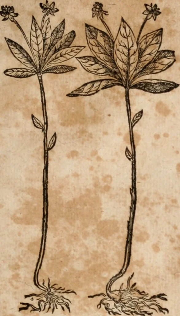 An illustration from Caspari Bavhini ... theatri botanici in qvo plantæ svpra sexcentæ ab ipso primum descriptæ cum plurimis figuris proponuntur, 1671, leaf 108