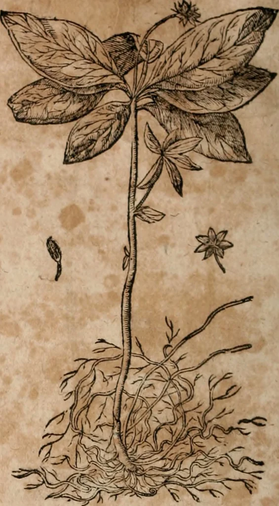 An illustration from Caspari Bavhini ... theatri botanici in qvo plantæ svpra sexcentæ ab ipso primum descriptæ cum plurimis figuris proponuntur, 1671, leaf 109