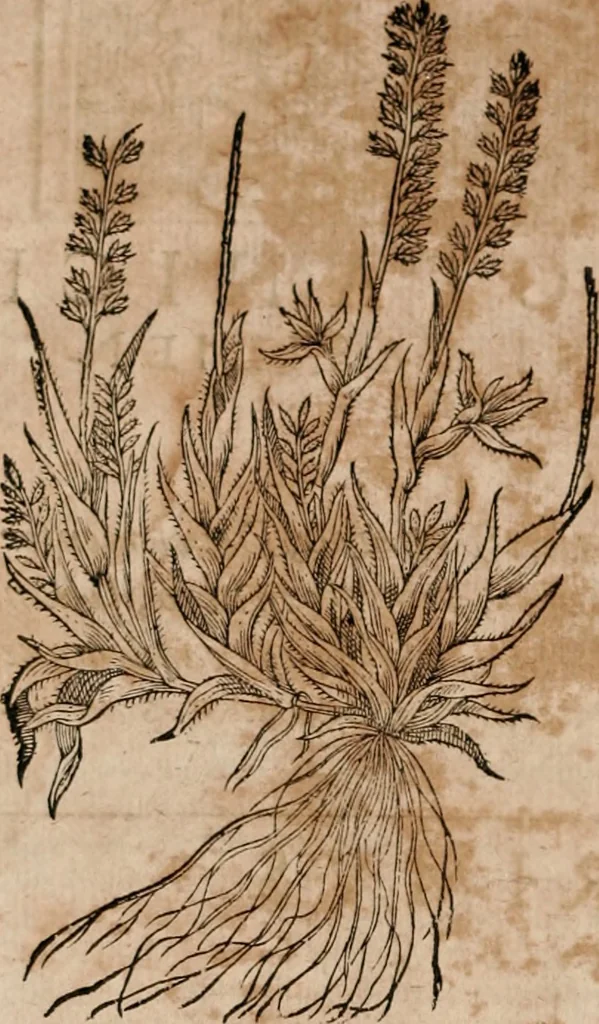 An illustration from Caspari Bavhini ... theatri botanici in qvo plantæ svpra sexcentæ ab ipso primum descriptæ cum plurimis figuris proponuntur, 1671, leaf 11