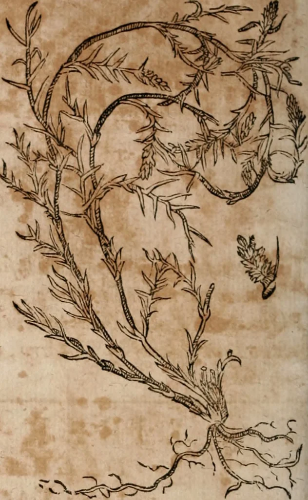 An illustration from Caspari Bavhini ... theatri botanici in qvo plantæ svpra sexcentæ ab ipso primum descriptæ cum plurimis figuris proponuntur, 1671, leaf 11