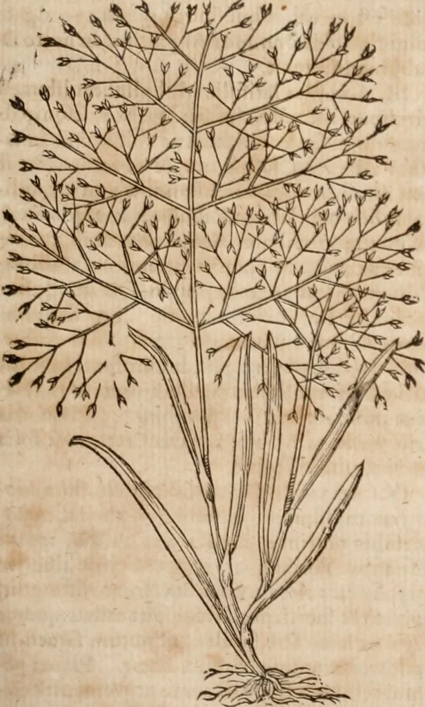 An illustration from Caspari Bavhini ... theatri botanici in qvo plantæ svpra sexcentæ ab ipso primum descriptæ cum plurimis figuris proponuntur, 1671, leaf 114