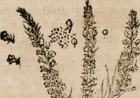 An illustration from Caspari Bavhini ... theatri botanici in qvo plantæ svpra sexcentæ ab ipso primum descriptæ cum plurimis figuris proponuntur, 1671, leaf 115