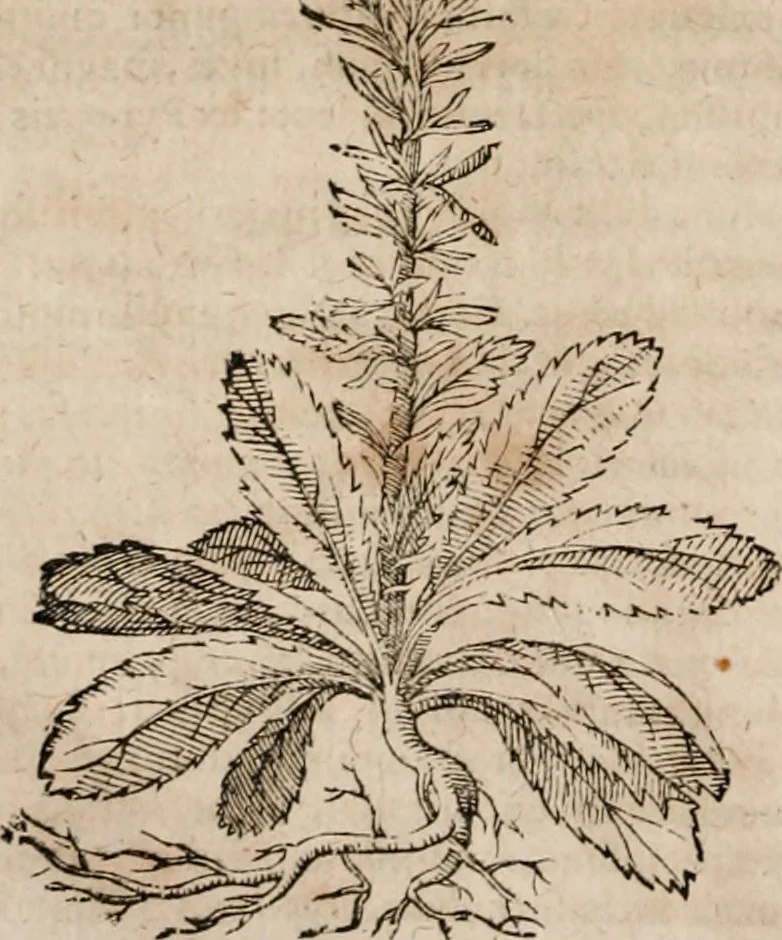 An illustration from Caspari Bavhini ... theatri botanici in qvo plantæ svpra sexcentæ ab ipso primum descriptæ cum plurimis figuris proponuntur, 1671, leaf 115