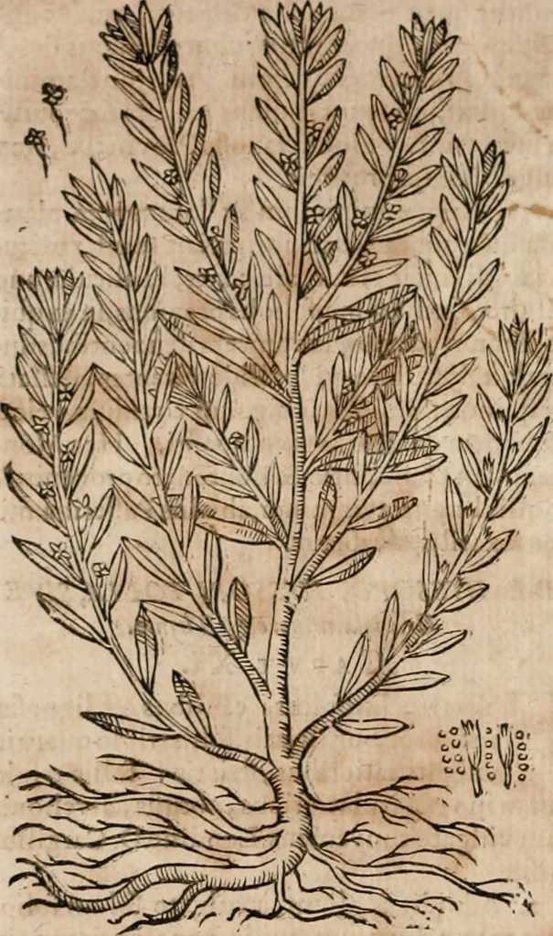 An illustration from Caspari Bavhini ... theatri botanici in qvo plantæ svpra sexcentæ ab ipso primum descriptæ cum plurimis figuris proponuntur, 1671, leaf 117