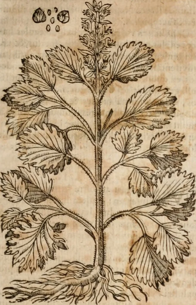 An illustration from Caspari Bavhini ... theatri botanici in qvo plantæ svpra sexcentæ ab ipso primum descriptæ cum plurimis figuris proponuntur, 1671, leaf 118