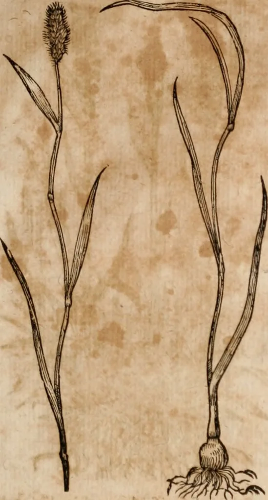 An illustration from Caspari Bavhini ... theatri botanici in qvo plantæ svpra sexcentæ ab ipso primum descriptæ cum plurimis figuris proponuntur, 1671, leaf 12