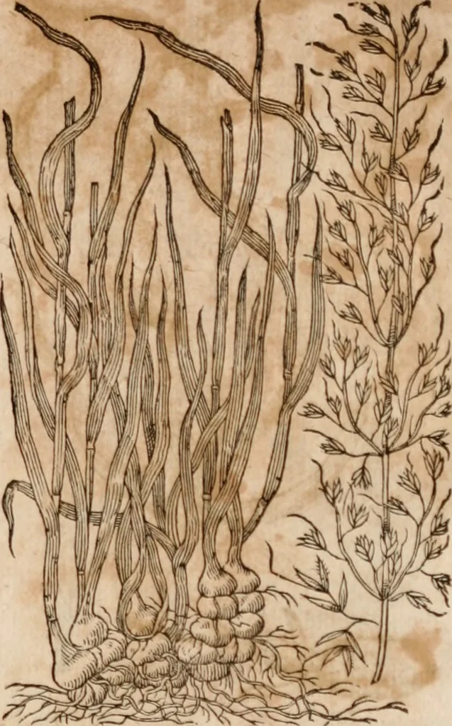 An illustration from Caspari Bavhini ... theatri botanici in qvo plantæ svpra sexcentæ ab ipso primum descriptæ cum plurimis figuris proponuntur, 1671, leaf 12